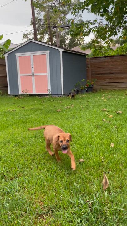 Enlarge Lilac, a ADOPTABLE mixed breed in Walker, LA video 3/6