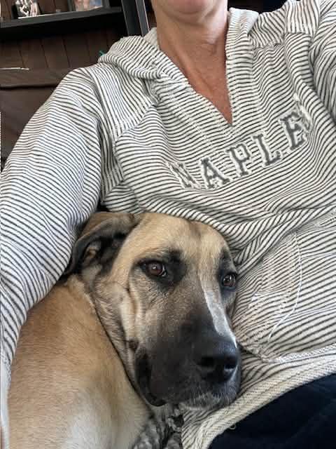 Enlarge LILY, a ADOPTABLE mixed breed in Louisville, OH image 2/3