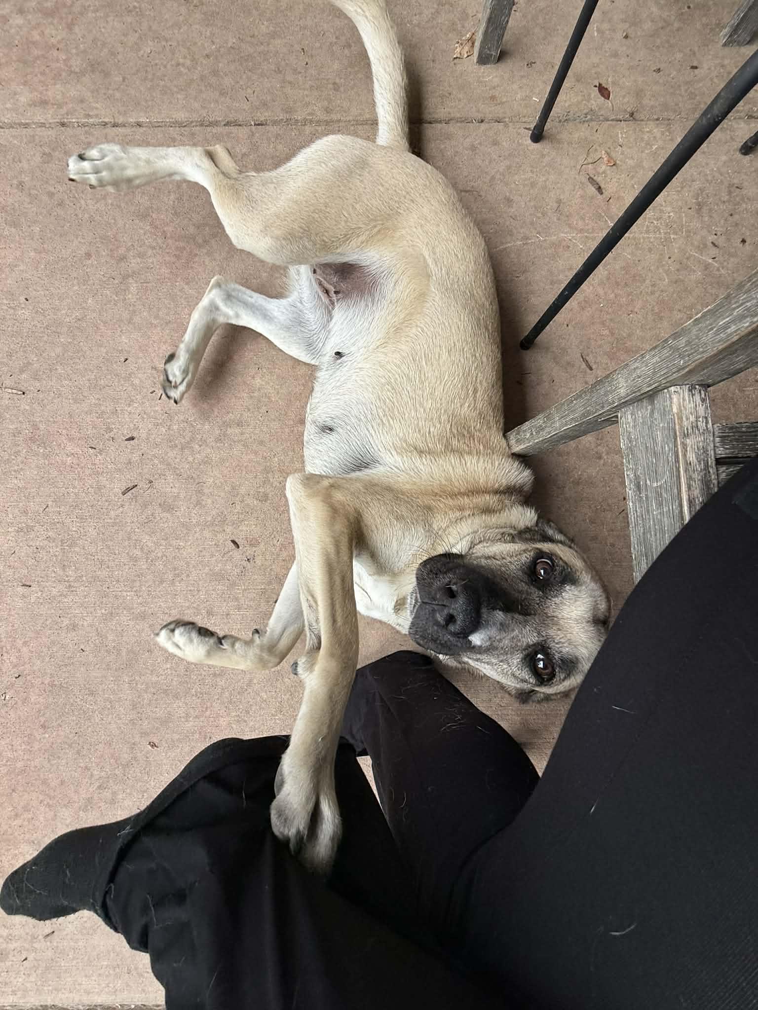 Enlarge LILY, a ADOPTABLE mixed breed in Louisville, OH image 3/3