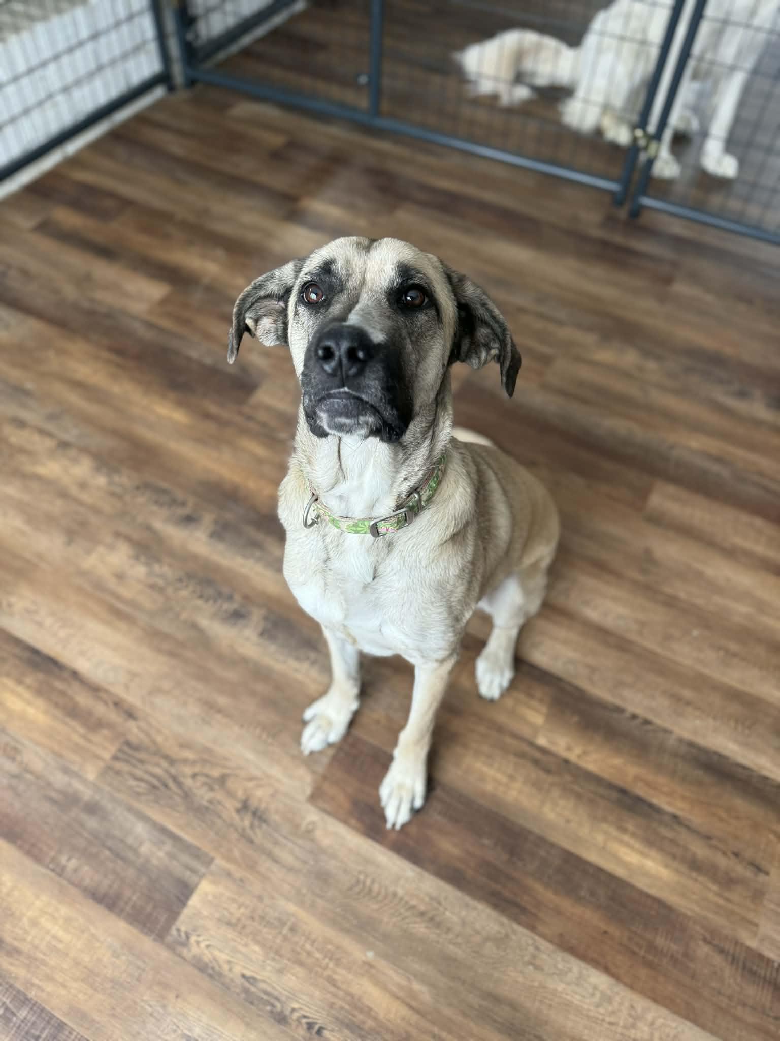 LILY, ADOPTABLE, Adult Female Anatolian Shepherd.