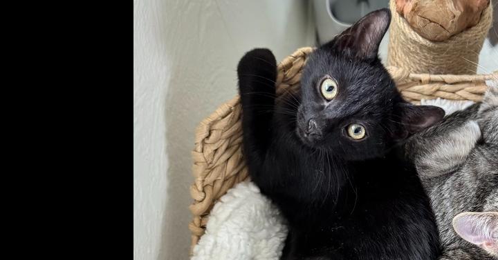 Enlarge Coal, a Adoptable Domestic Short Hair in Springdale, PA image 1/2