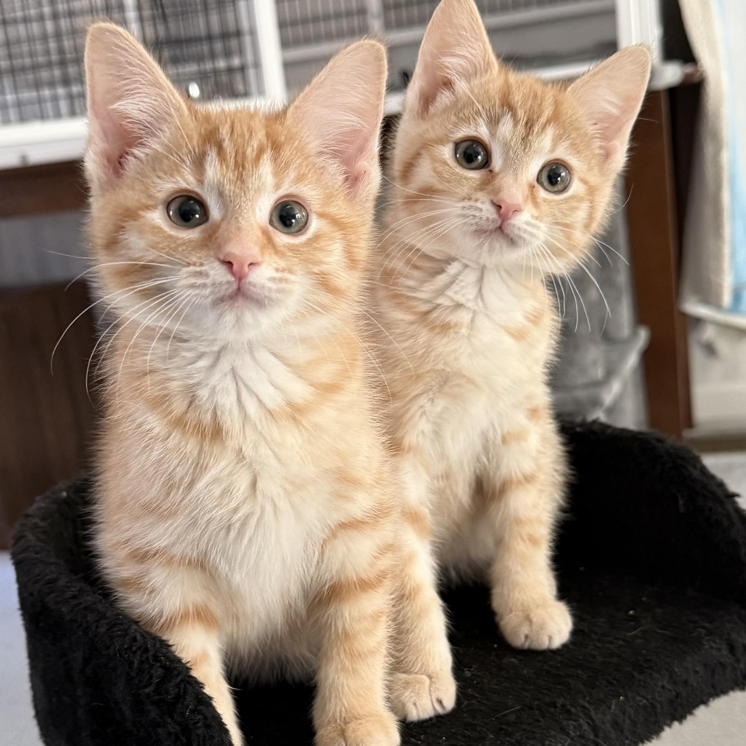 Enlarge Maris & Peri (BONDED PAIR), a Adoptable Domestic Short Hair in Brentwood, NH image 1/1