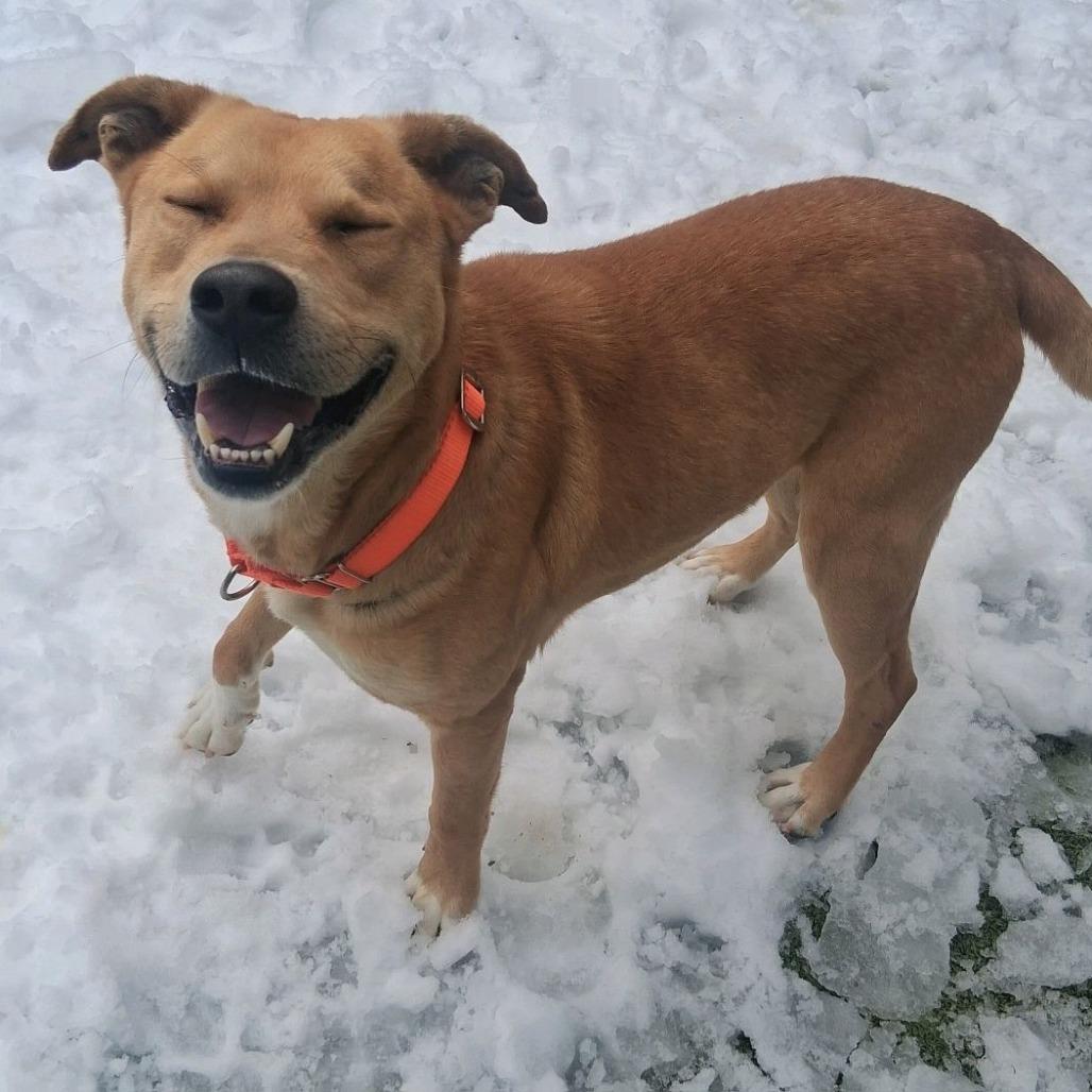 Taco, Adoptable, Adult Male Carolina Dog & Mixed Breed.