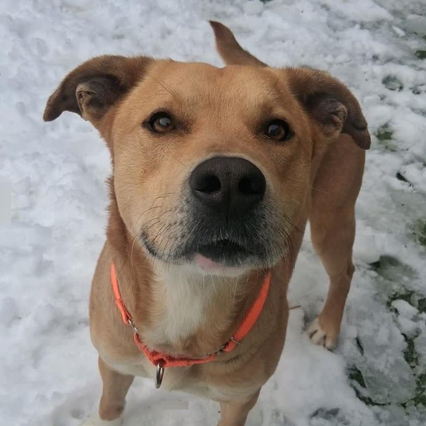 Enlarge Taco, a Adoptable mixed breed in Greensboro, NC image 2/6