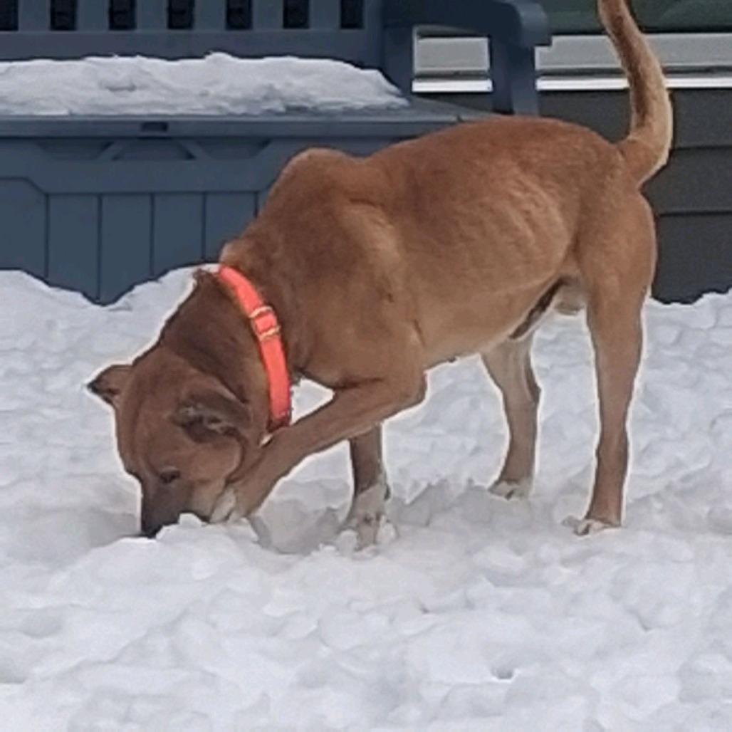 Enlarge Taco, a Adoptable mixed breed in Greensboro, NC image 3/6