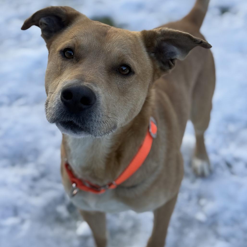 Enlarge Taco, a Adoptable mixed breed in Greensboro, NC image 4/6