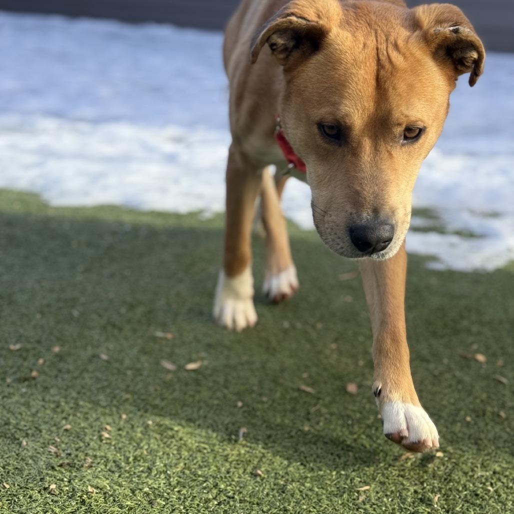 Enlarge Taco, a Adoptable mixed breed in Greensboro, NC image 5/6