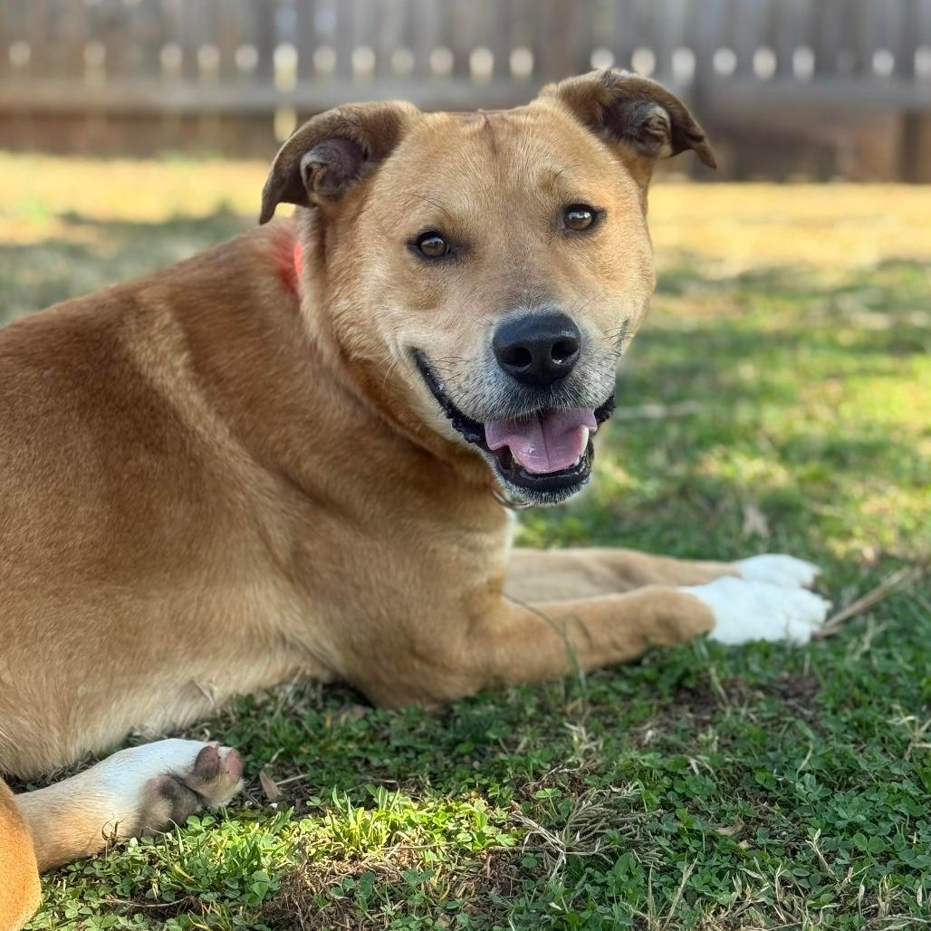 Enlarge Taco, a Adoptable mixed breed in Greensboro, NC image 6/6