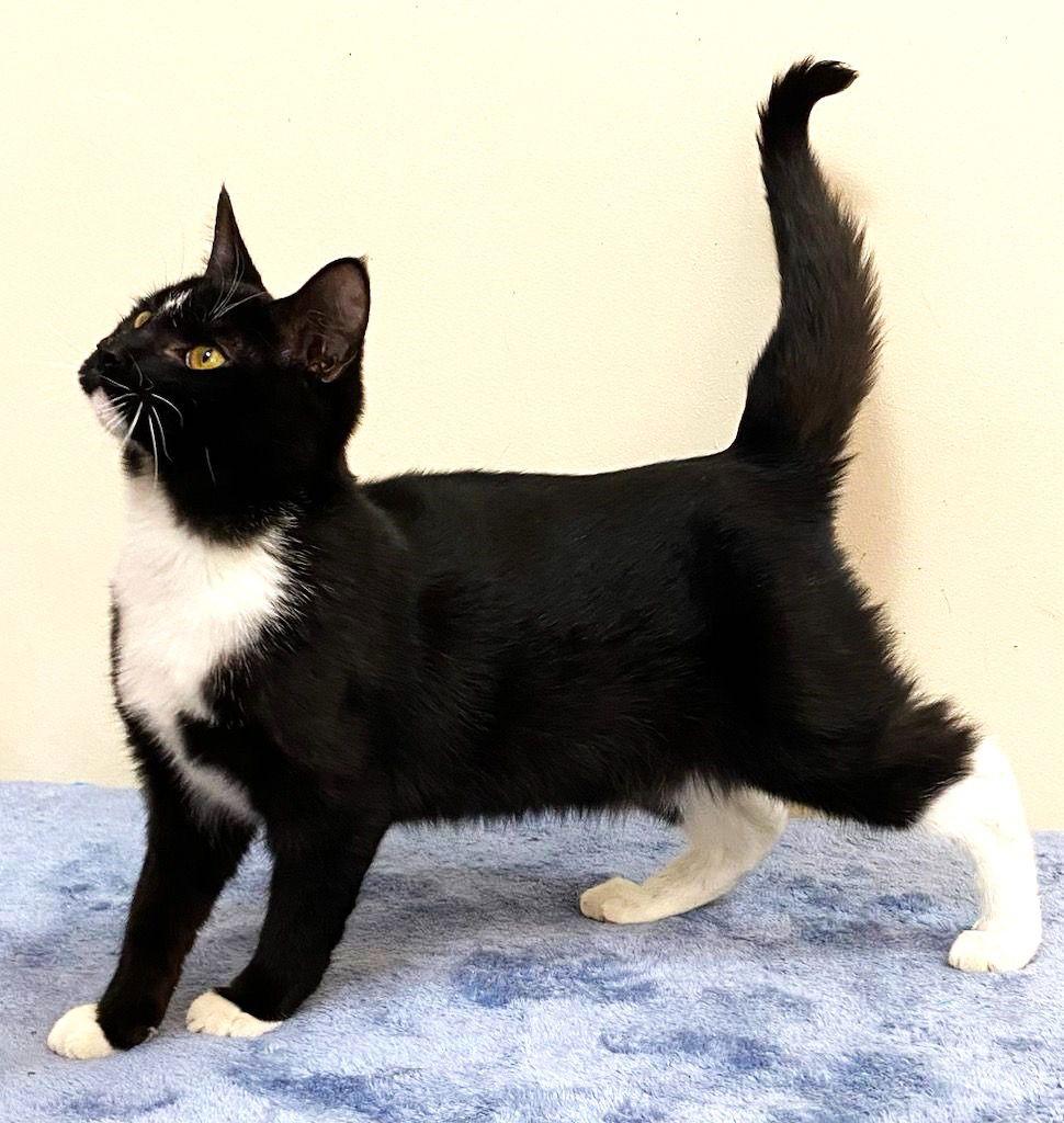 Enlarge KITTEN CHANCE, a Adoptable Domestic Short Hair in Franklin, TN image 1/3