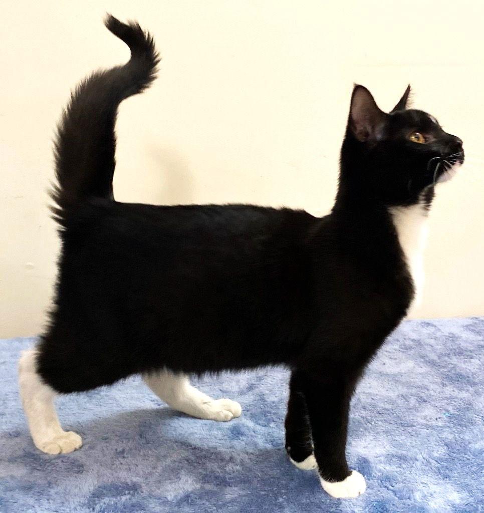 Enlarge KITTEN CHANCE, a Adoptable Domestic Short Hair in Franklin, TN image 2/3