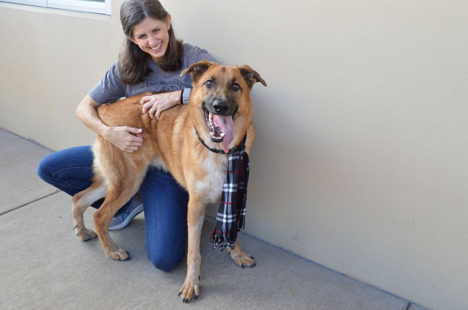 Enlarge Stitch, a Adoptable German Shepherd Dog in McKinney, TX image 1/3