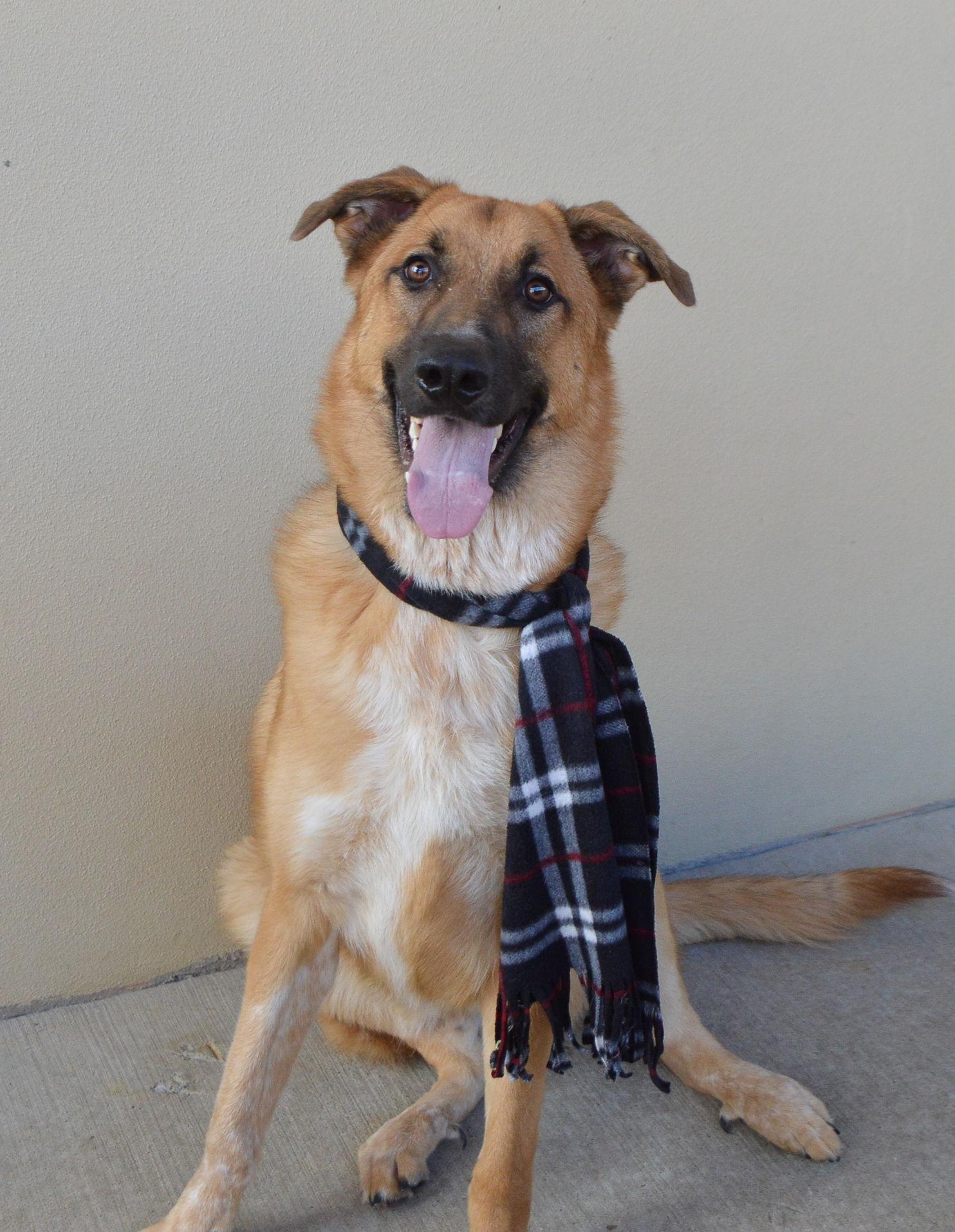 Enlarge Stitch, a Adoptable German Shepherd Dog in McKinney, TX image 2/3