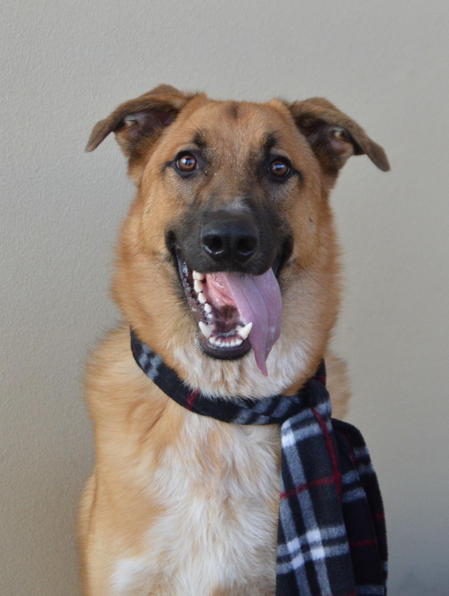 Enlarge Stitch, a Adoptable German Shepherd Dog in McKinney, TX image 3/3