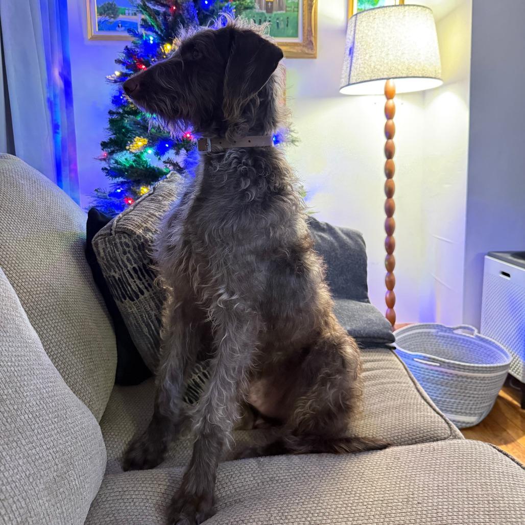 Brownie — thumbnail 3