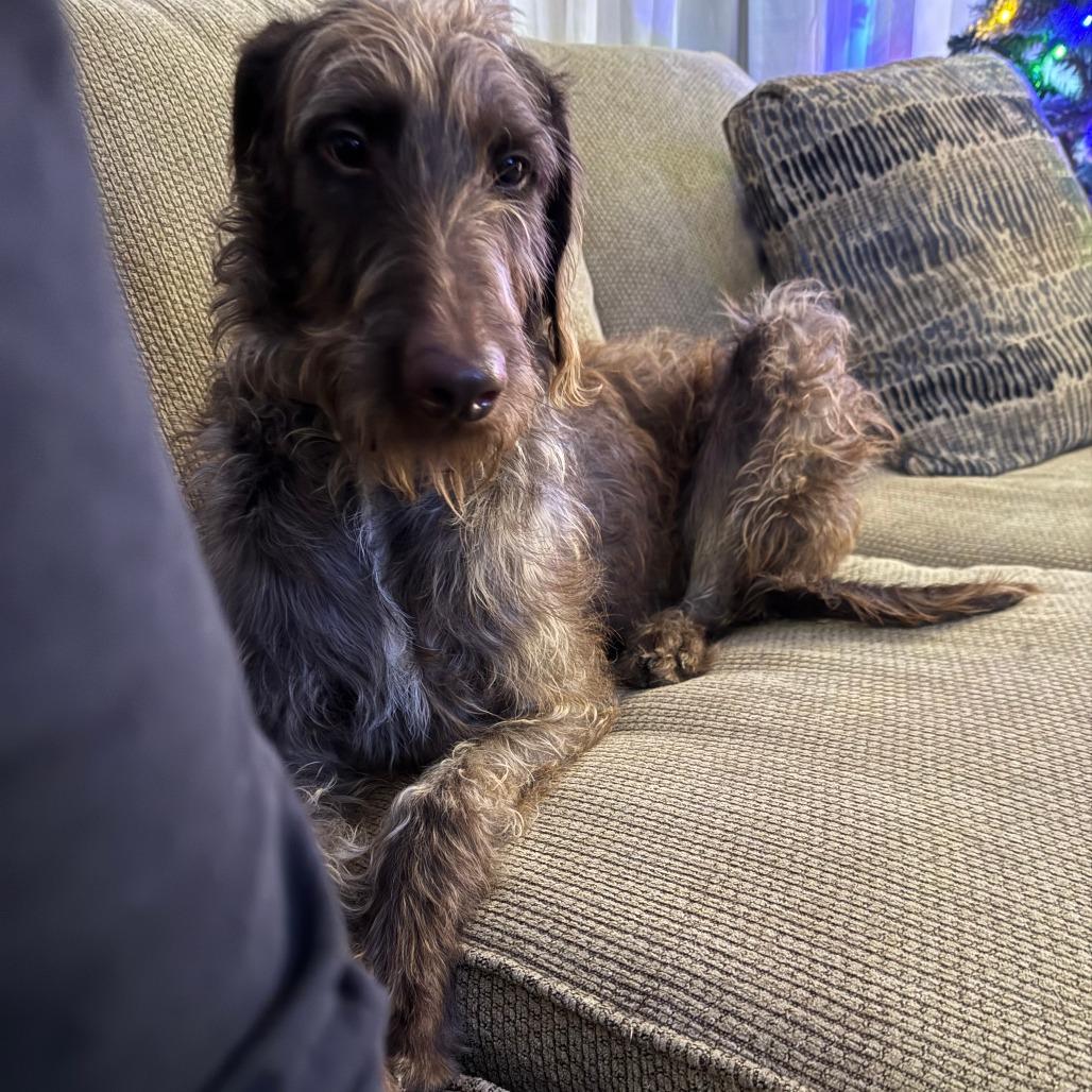 Brownie — thumbnail 5