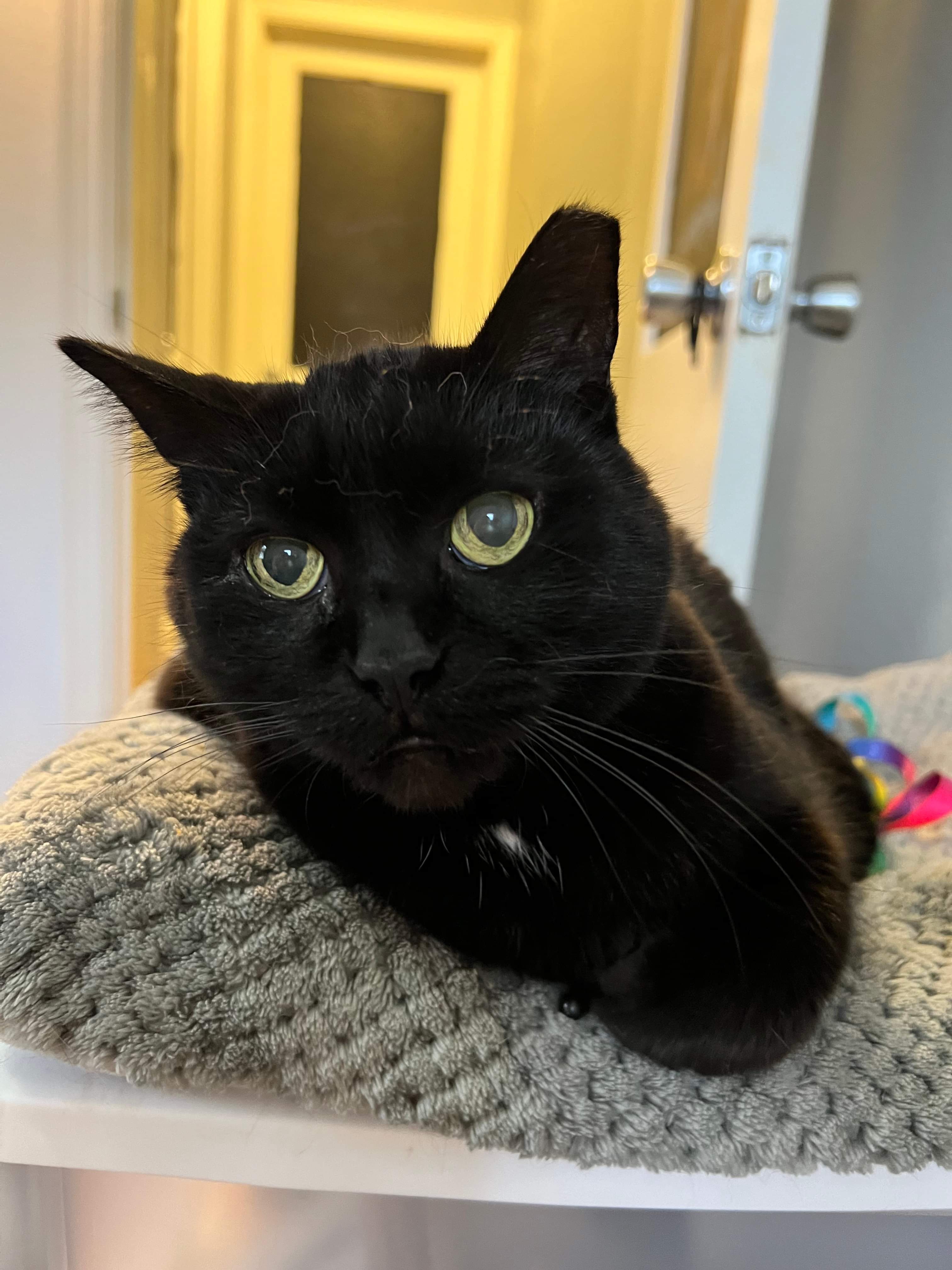 Aspen (senior), an adoptable Domestic Short Hair in Stoughton, WI, 53589 | Photo Image 4