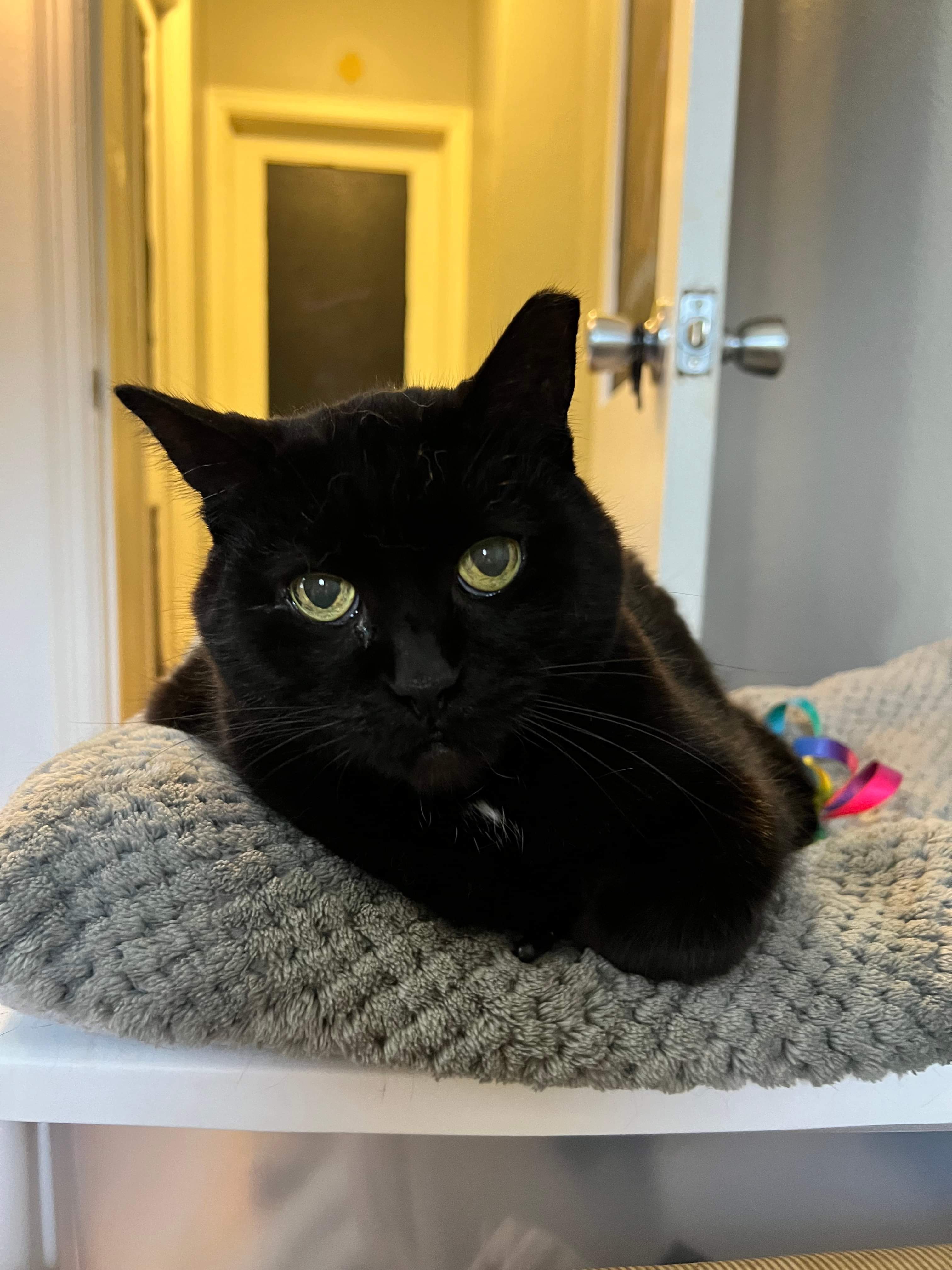 Aspen (senior), Senior Female Domestic Short Hair