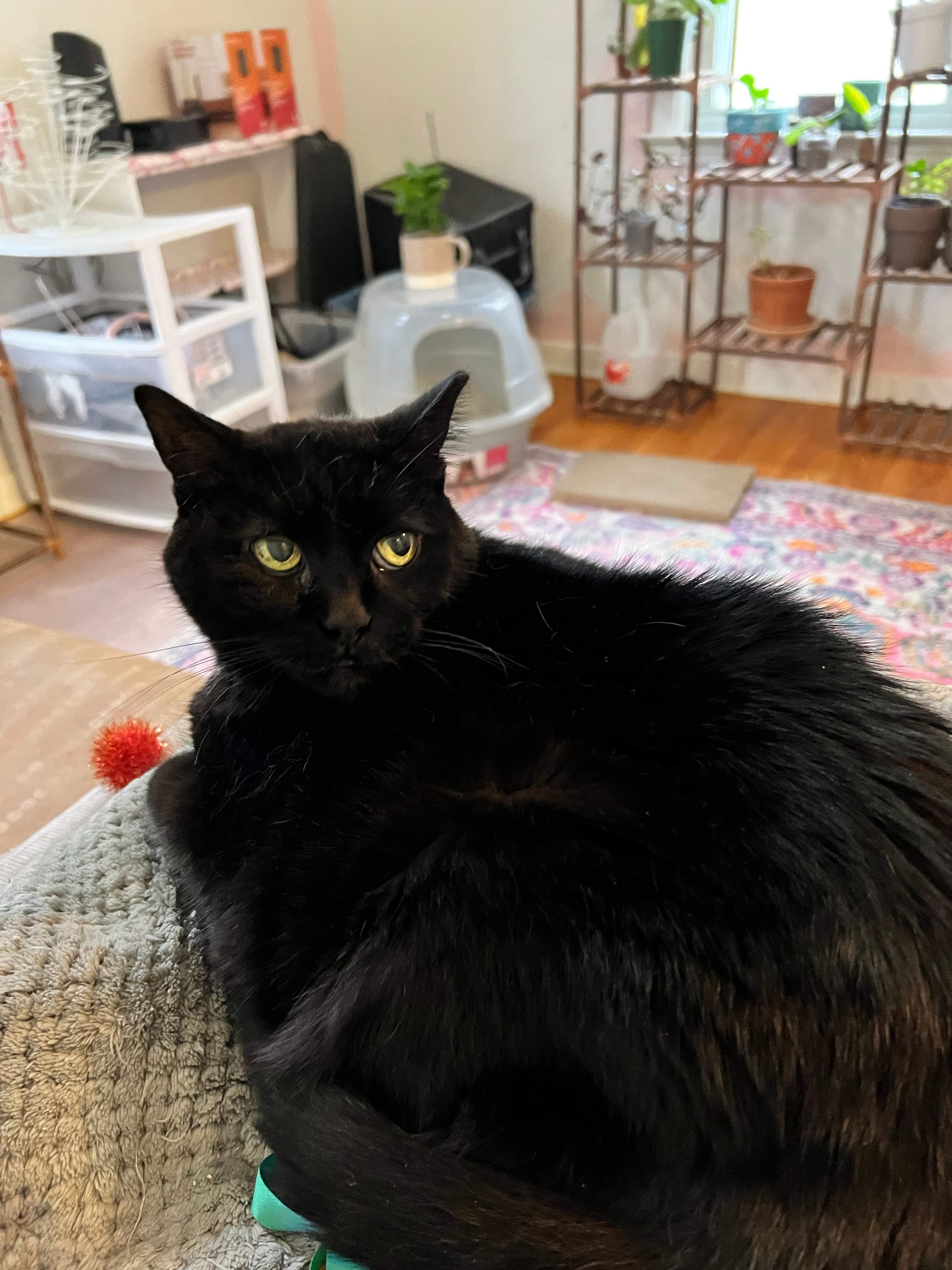 Aspen (senior), an adoptable Domestic Short Hair in Stoughton, WI, 53589 | Photo Image 2