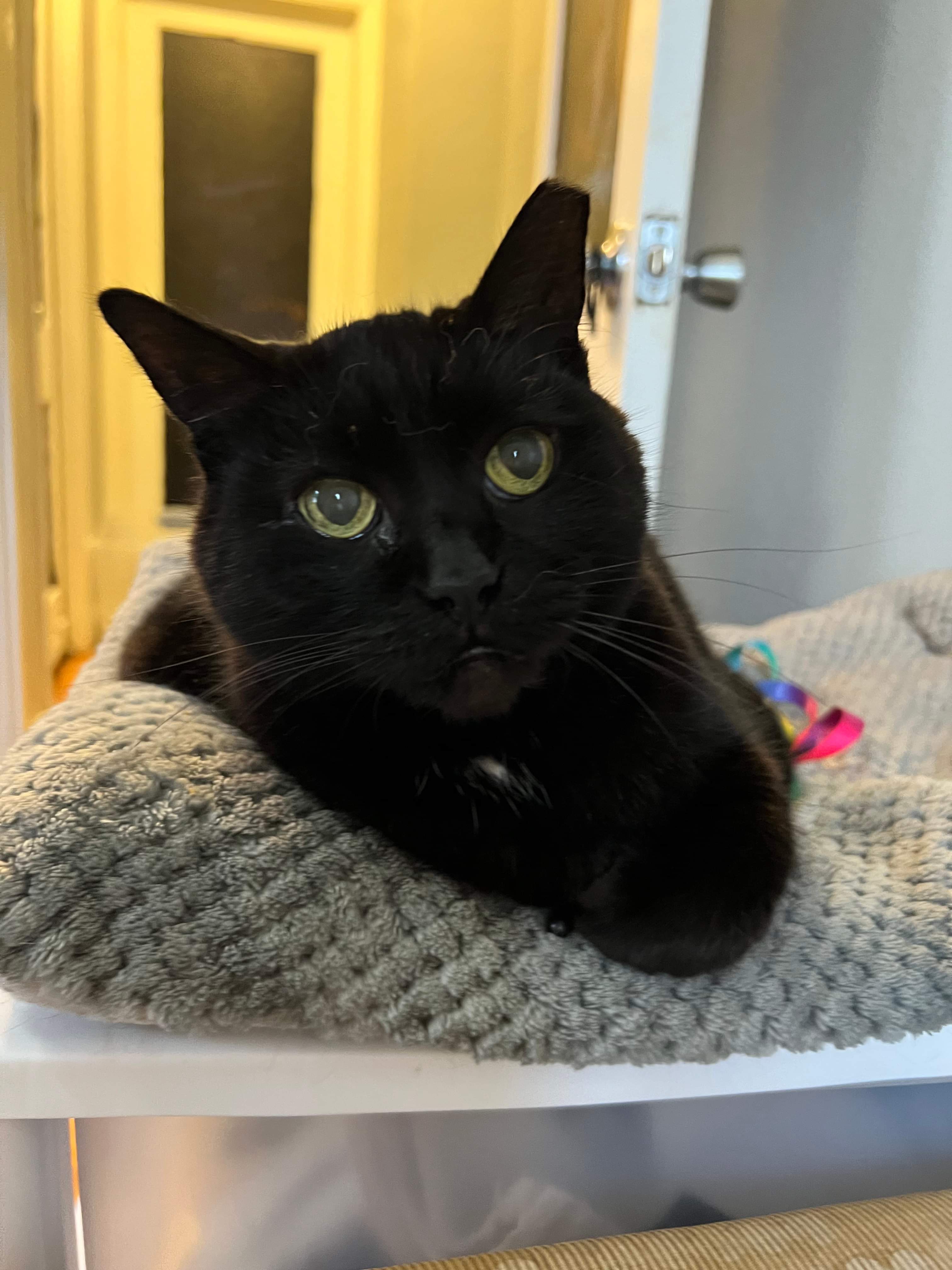 Aspen (senior), an adoptable Domestic Short Hair in Stoughton, WI, 53589 | Photo Image 3