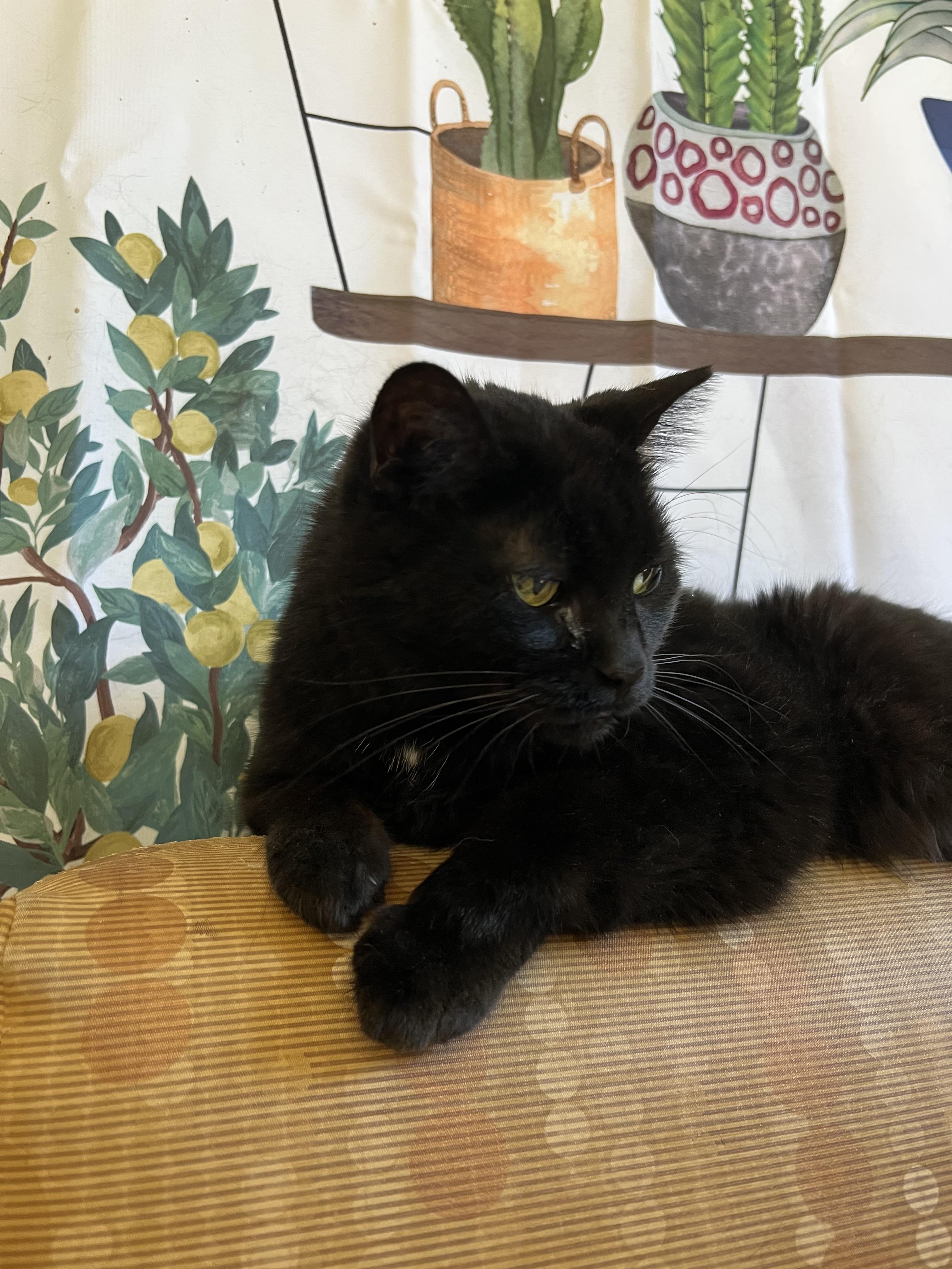 Aspen (senior), a Adoptable Domestic Short Hair in Cambridge, WI image 2/6