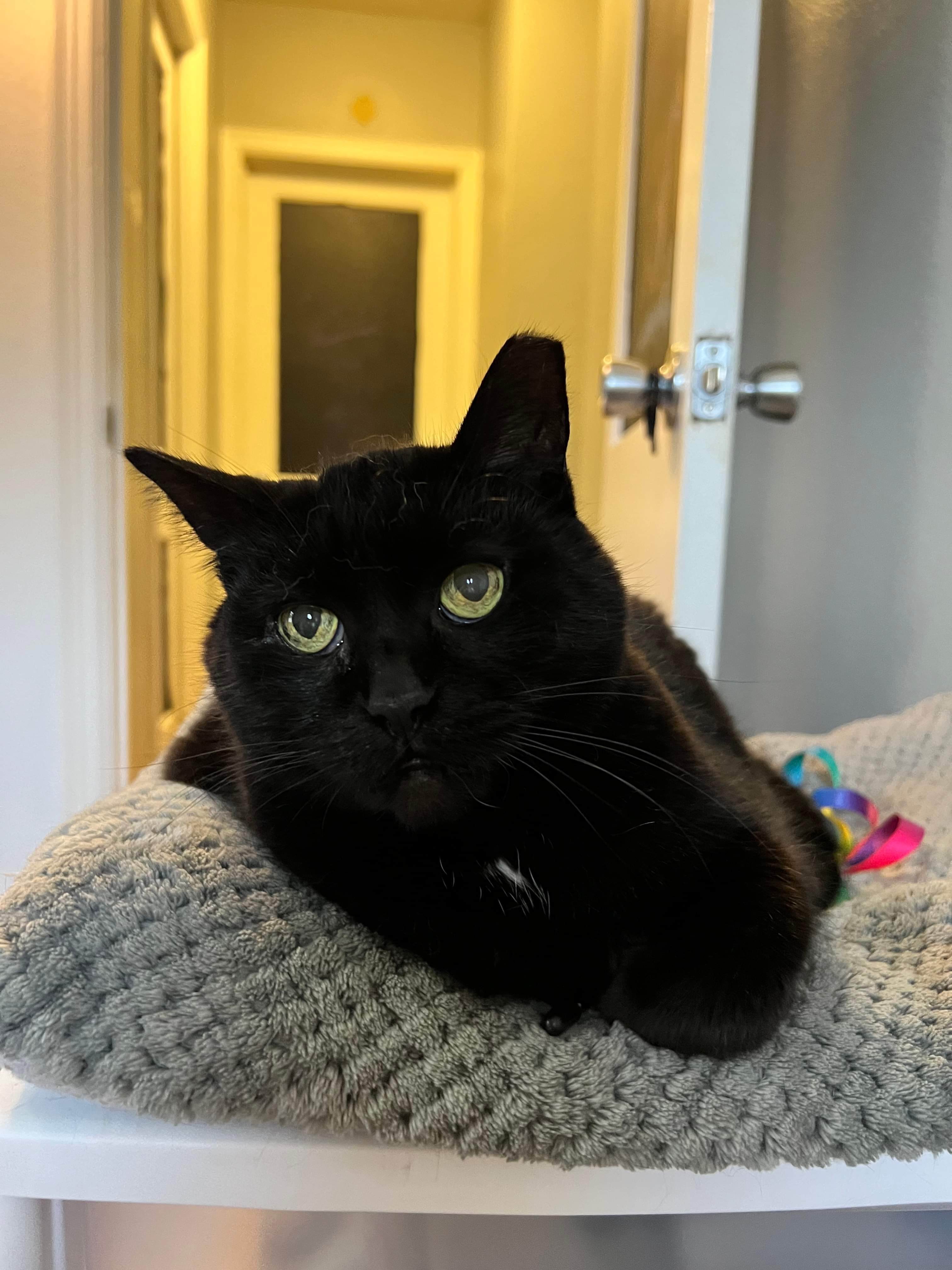 Aspen (senior), an adoptable Domestic Short Hair in Stoughton, WI, 53589 | Photo Image 5