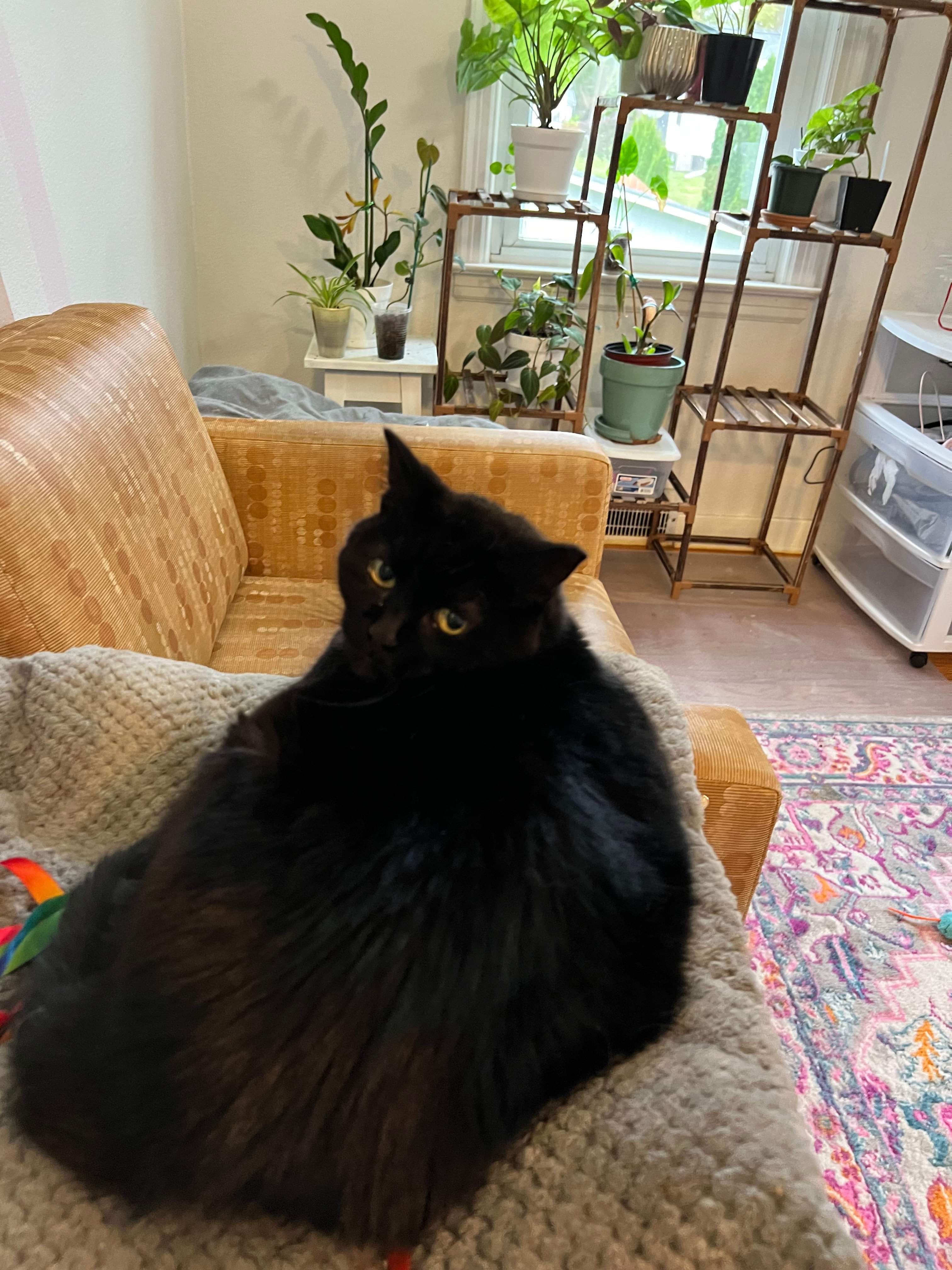 Aspen (senior), an adoptable Domestic Short Hair in Stoughton, WI, 53589 | Photo Image 6