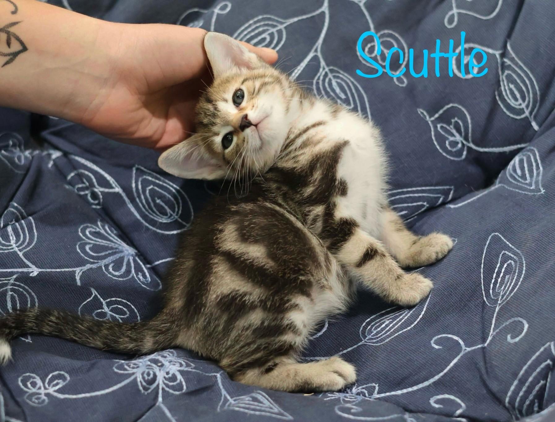 Adoptable Cats in Louisville Ky: Find Your Perfect Feline Friend Today