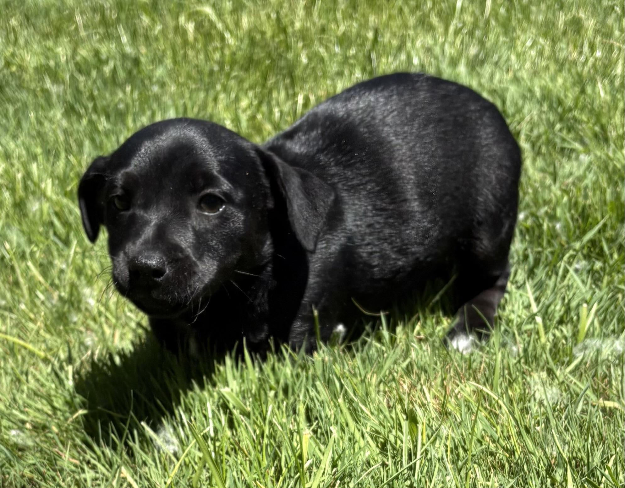 Poppy, a ADOPTABLE mixed breed in Chesterfield, MI image 5/6