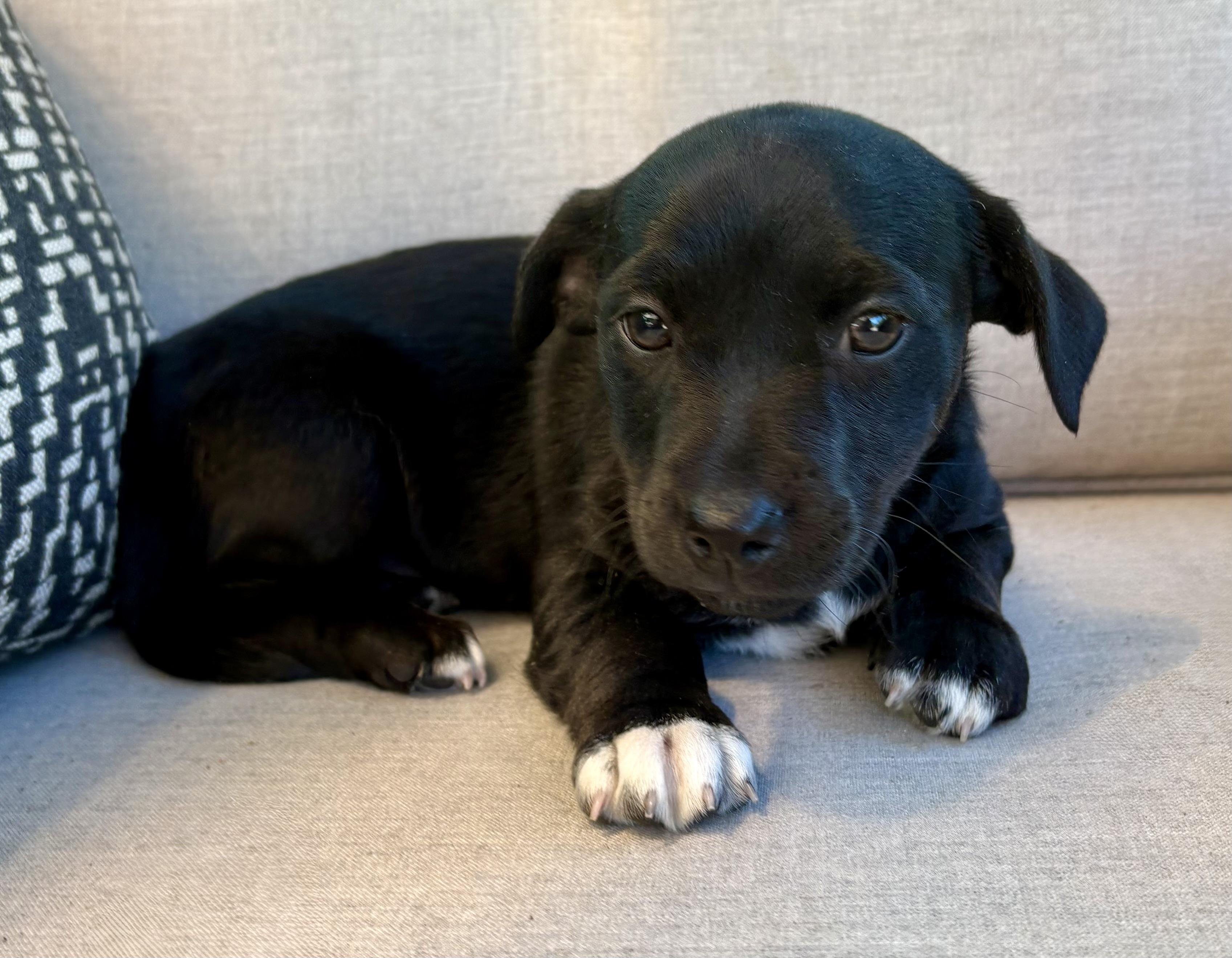 Poppy, a ADOPTABLE mixed breed in Chesterfield, MI image 6/6