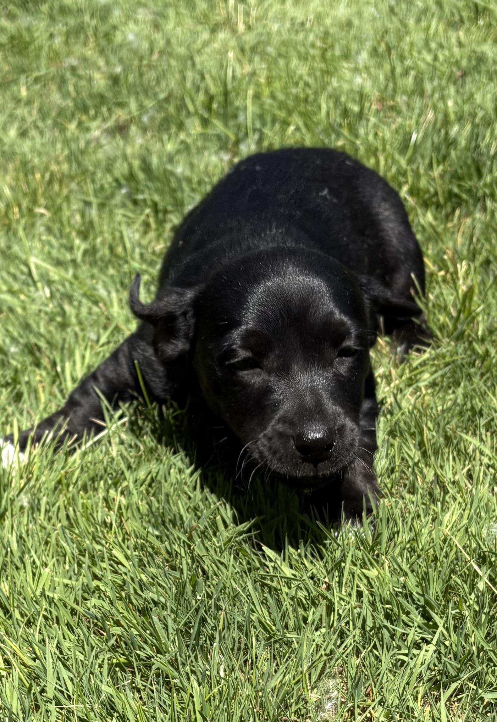 Poppy, a ADOPTABLE mixed breed in Chesterfield, MI image 3/6