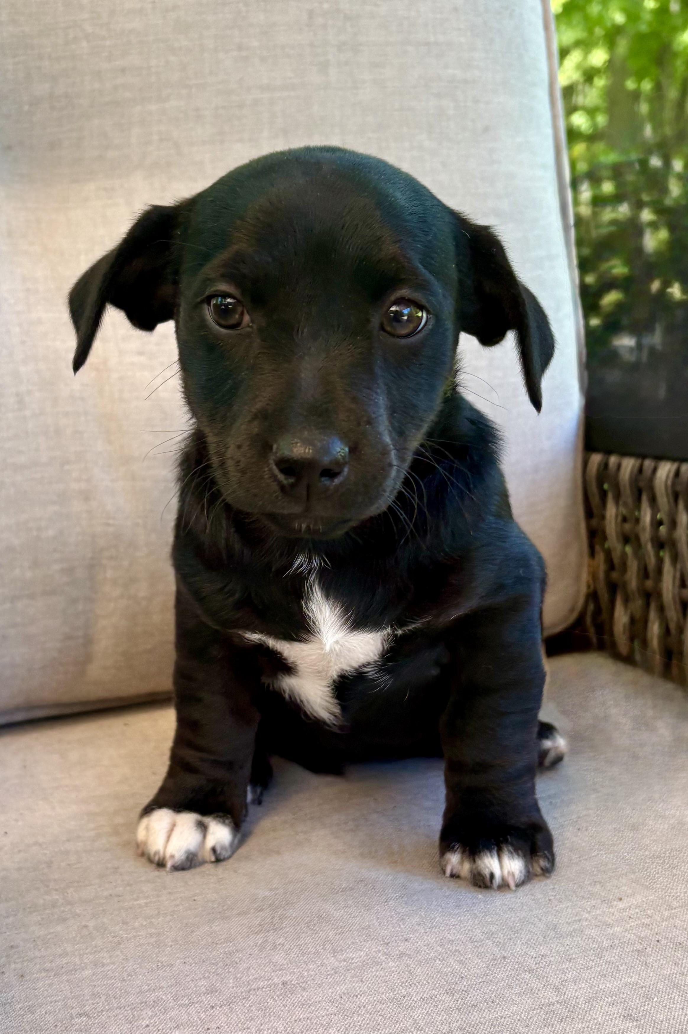 Poppy, ADOPTABLE, Puppy Female Rat Terrier.