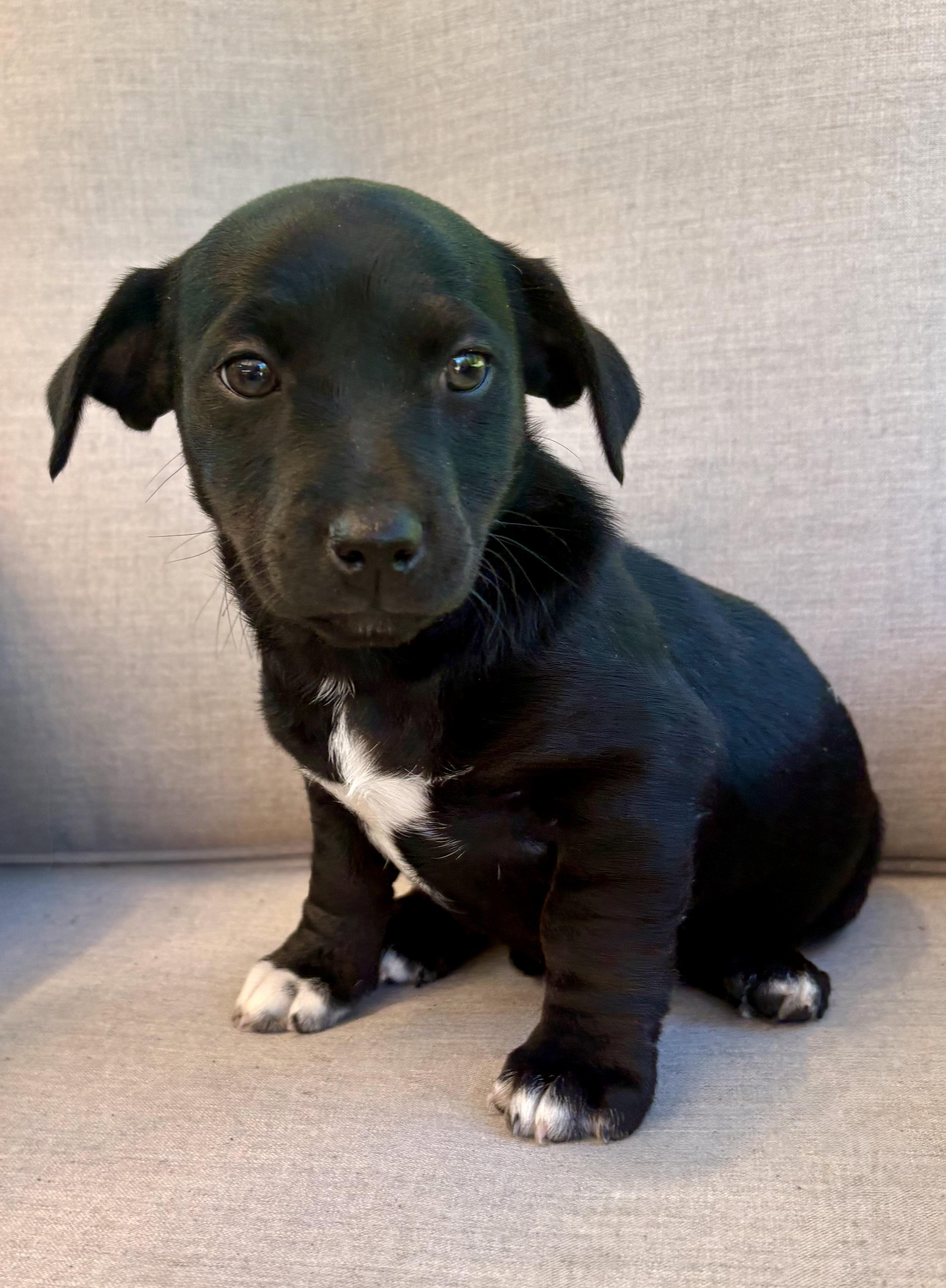 Poppy, a ADOPTABLE mixed breed in Chesterfield, MI image 4/6