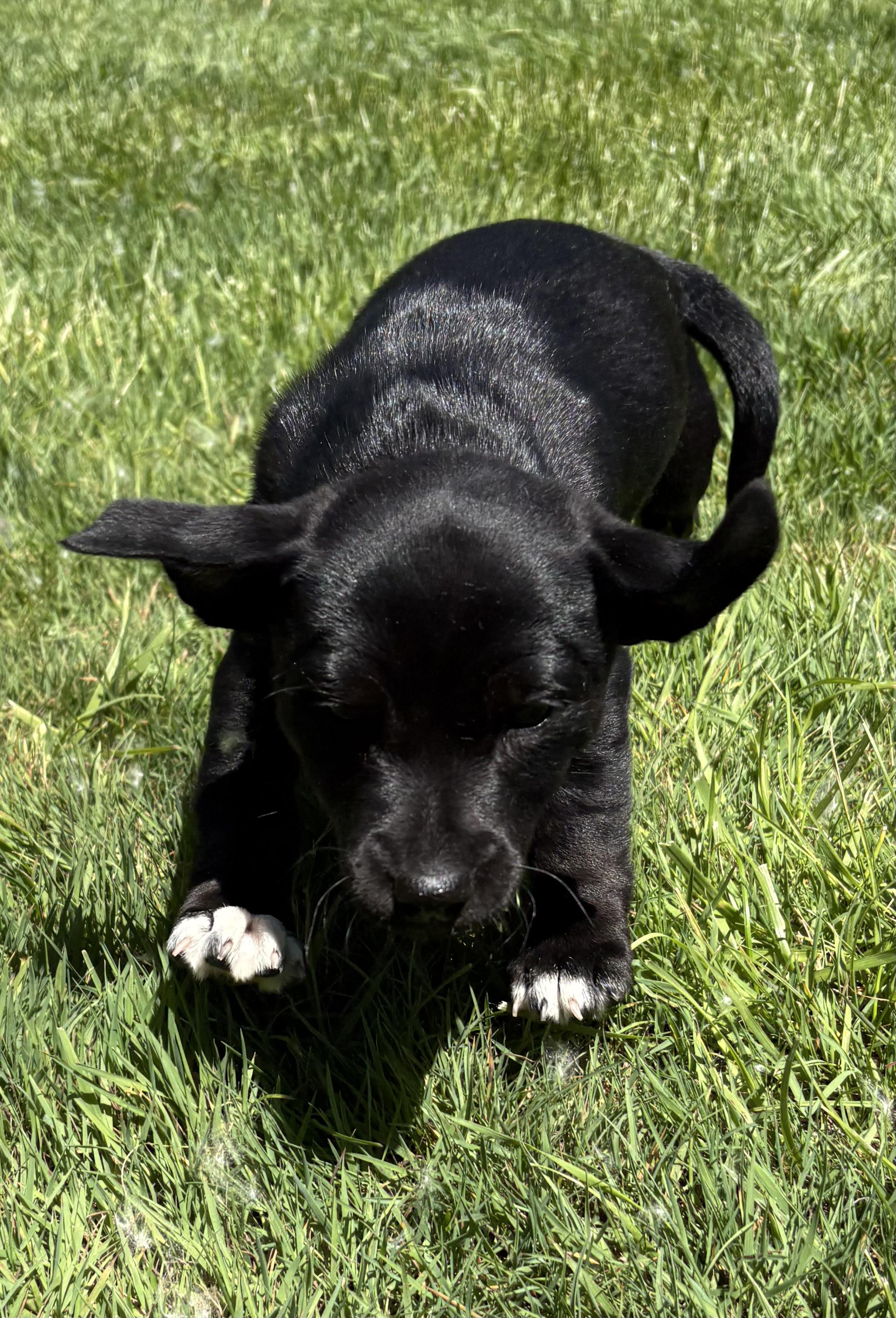 Poppy, a ADOPTABLE mixed breed in Chesterfield, MI image 2/6