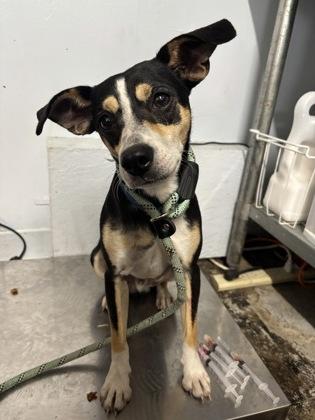 Enlarge Ryder, an adopted Mixed Breed in Georgetown, SC image 1/1