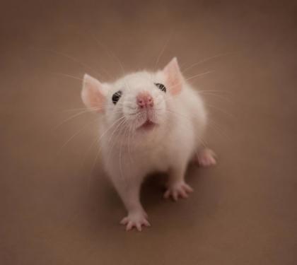Mandy, Adoptable, Baby Female Rat.