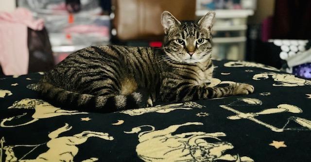 Sirena: Nap Queen, Playtime Princess!, a Adoptable Domestic Short Hair in Albany, NY image 6/6