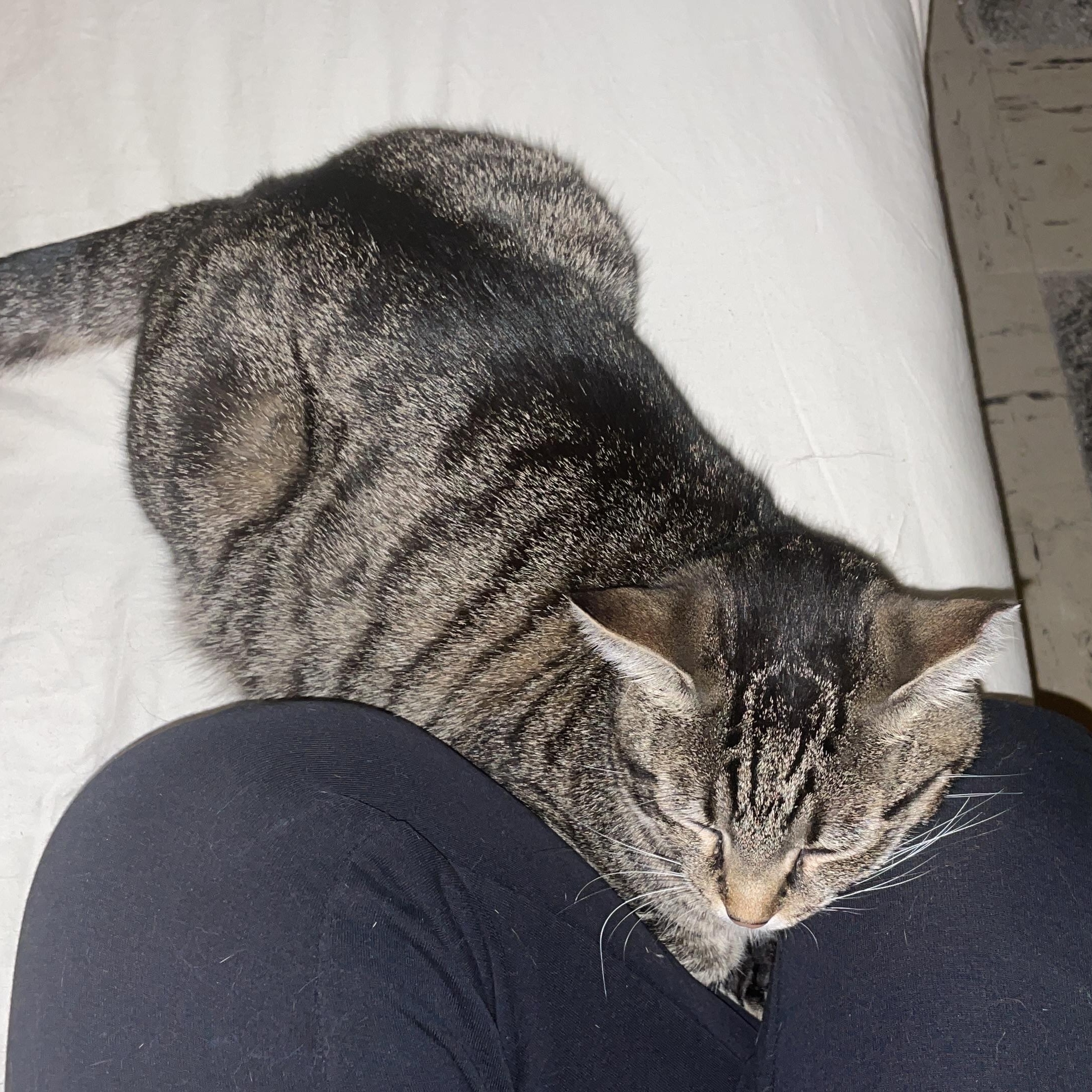 Sirena: Nap Queen, Playtime Princess!, a Adoptable Domestic Short Hair in Albany, NY image 4/6