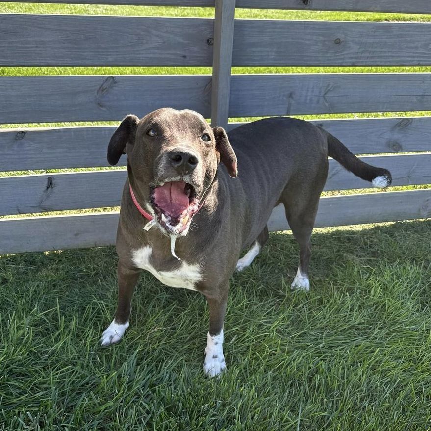 Molly, an adoptable Chocolate Labrador Retriever in Springfield, MO, 65804 | Photo Image 3
