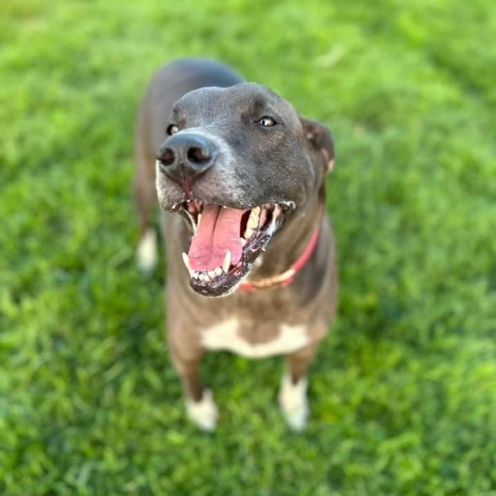 Enlarge Molly, a Adoptable mixed breed in Springfield, MO image 2/5