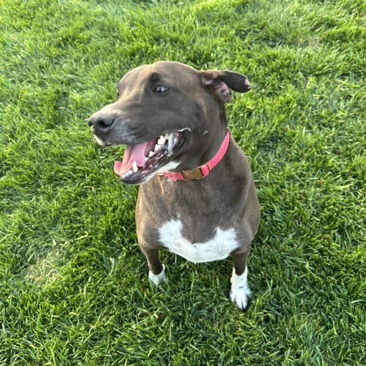 Molly, an adoptable Chocolate Labrador Retriever in Springfield, MO, 65804 | Photo Image 2