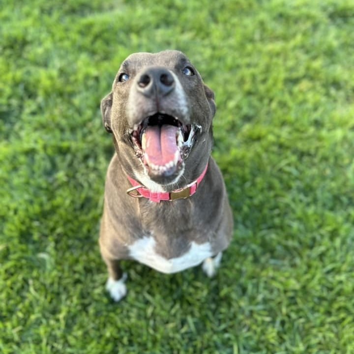 Molly, an adoptable Chocolate Labrador Retriever in Springfield, MO, 65804 | Photo Image 4