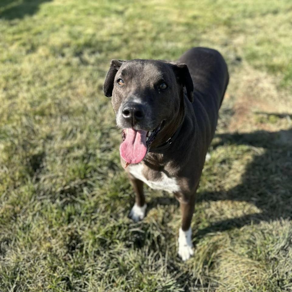 Enlarge Molly, a Adoptable mixed breed in Springfield, MO image 5/5