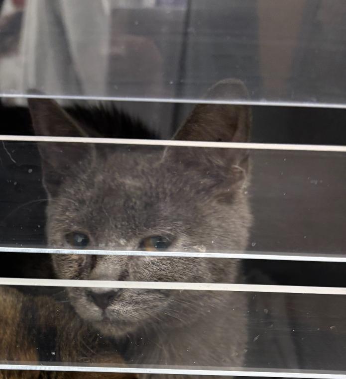 Smokie, Adoptable, Kitten Female Domestic Short Hair.