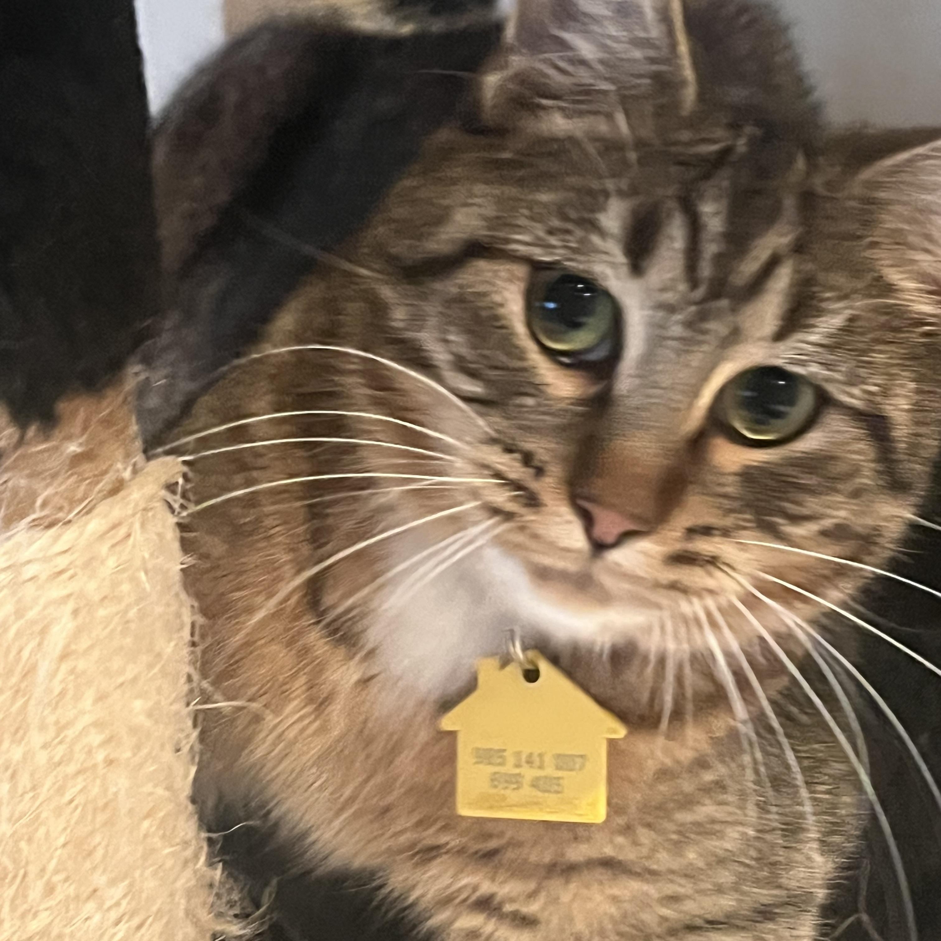 Enlarge Shelby, a Adoptable Domestic Short Hair in Portland, OR image 1/6