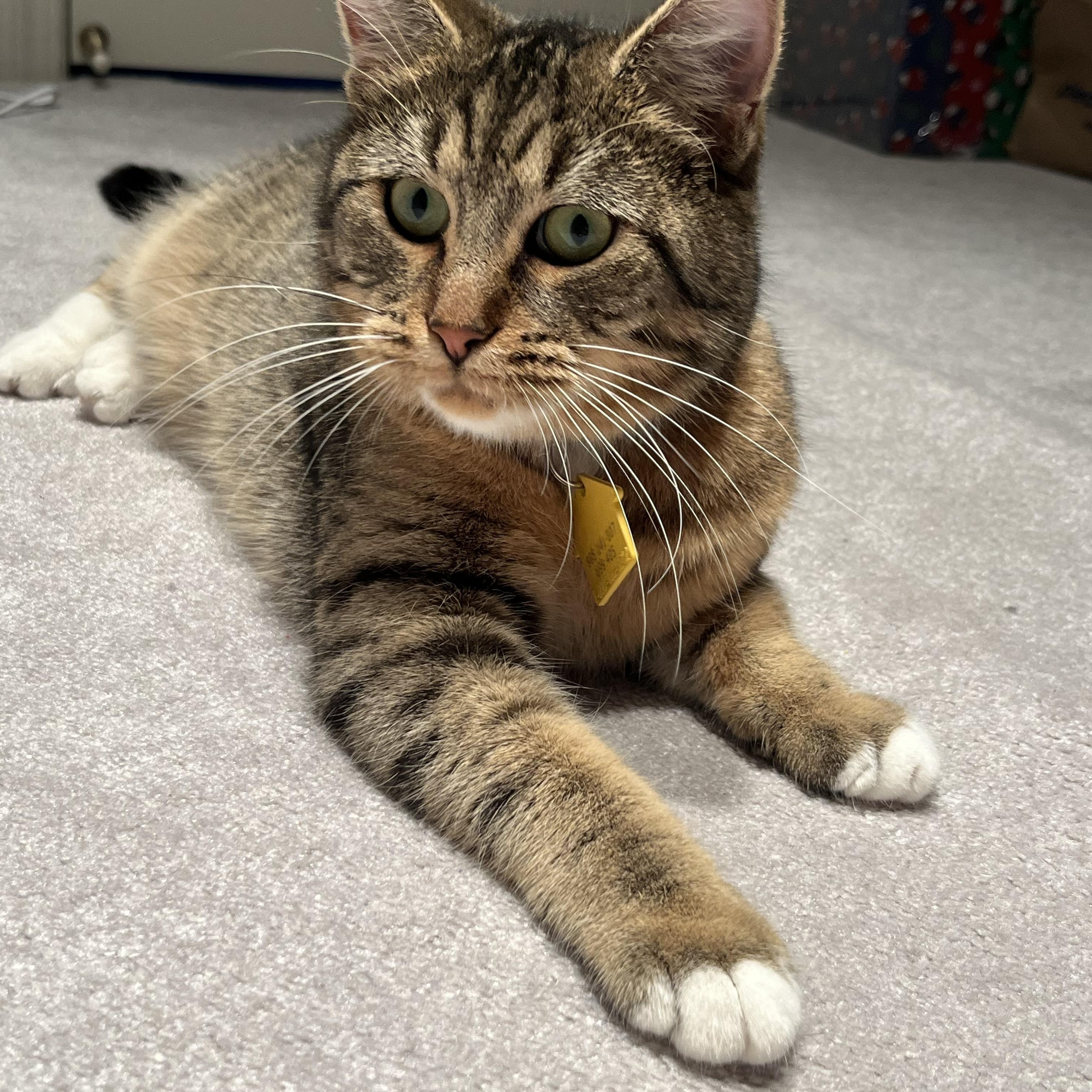 Enlarge Shelby, a Adoptable Domestic Short Hair in Portland, OR image 5/6