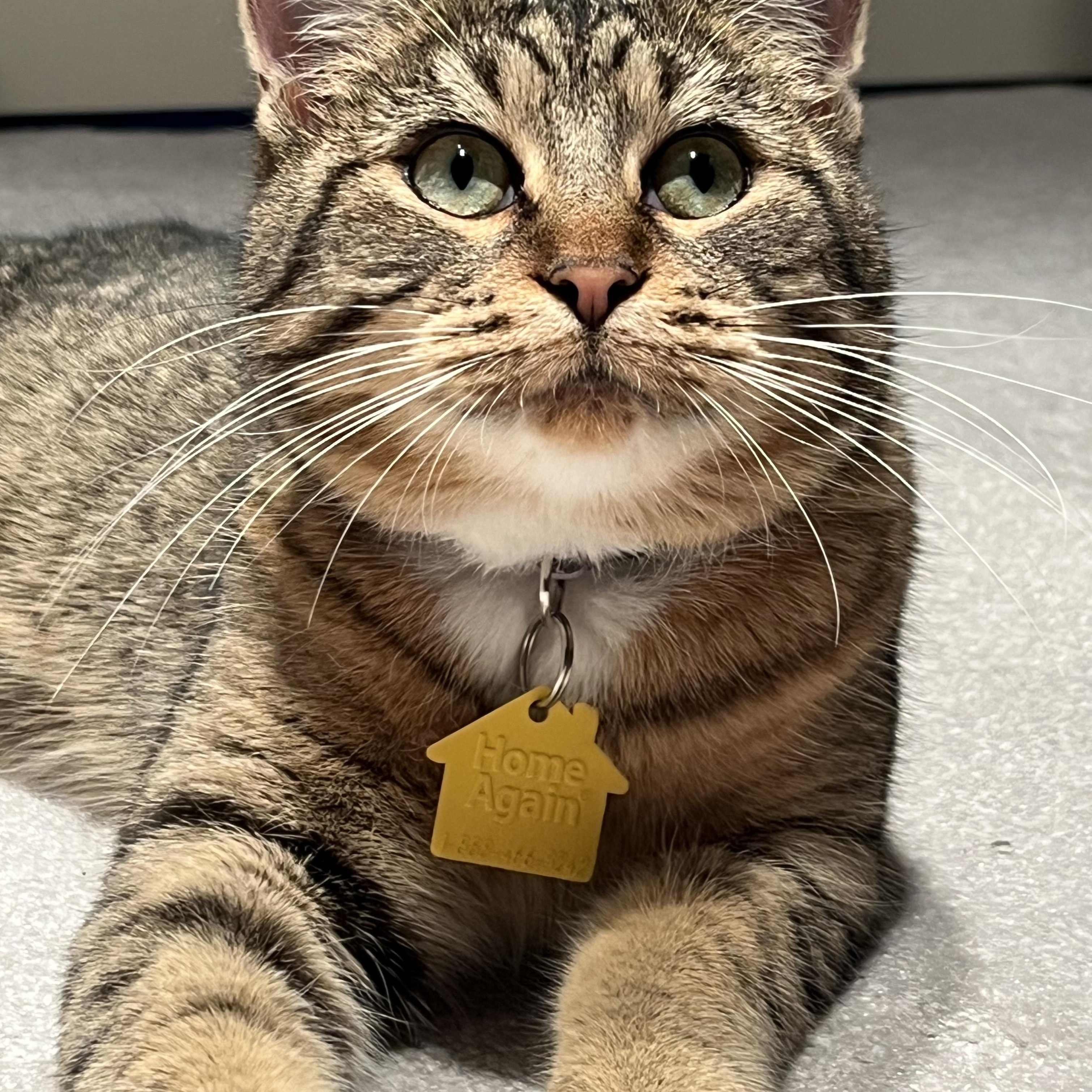 Enlarge Shelby, a Adoptable Domestic Short Hair in Portland, OR image 6/6