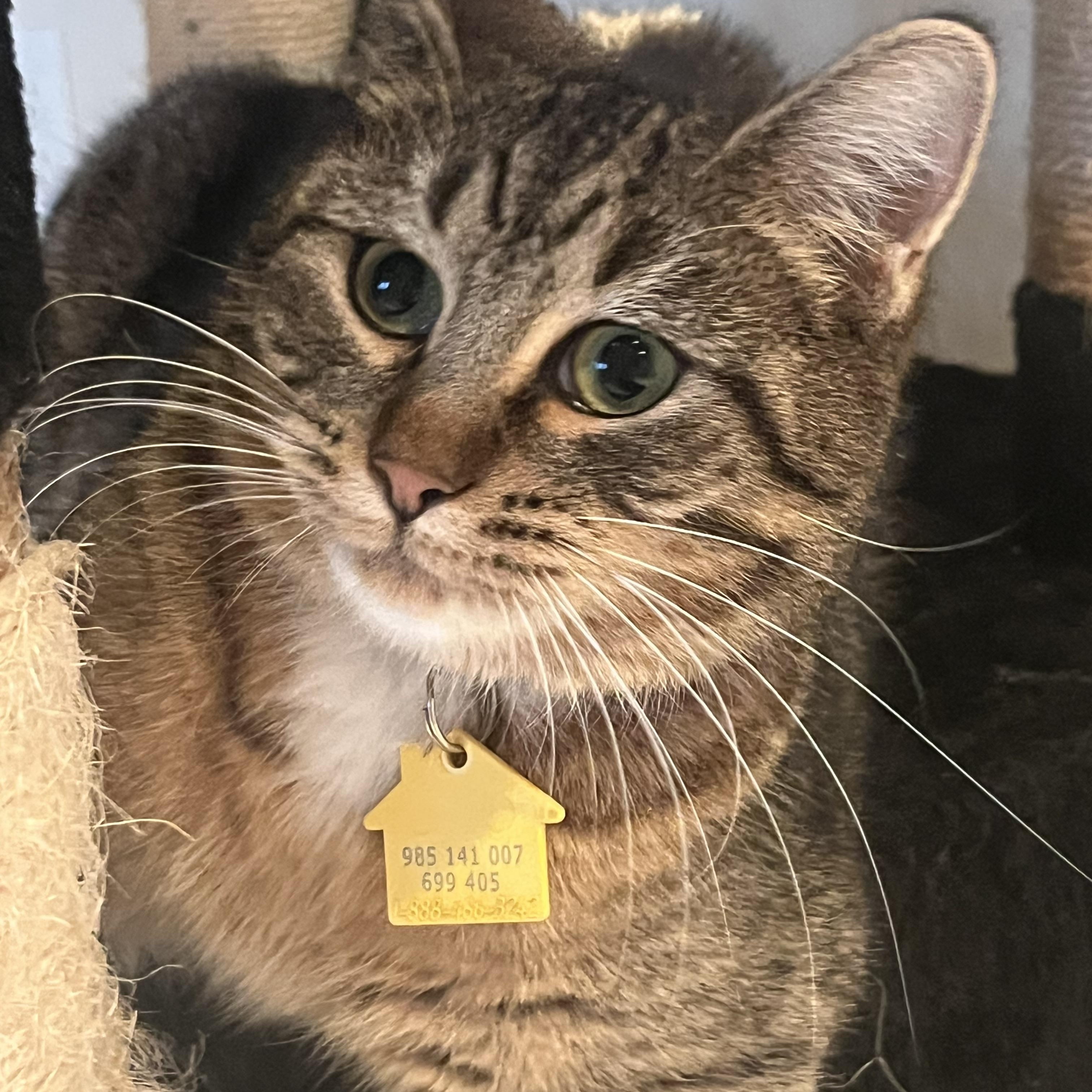 Enlarge Shelby, a Adoptable Domestic Short Hair in Portland, OR image 4/6