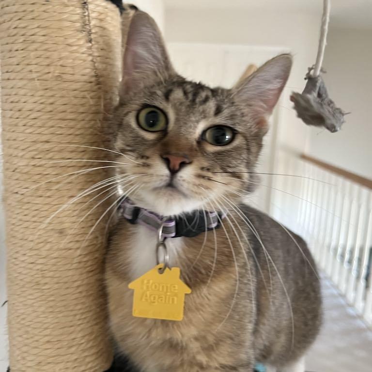 Shelby, a Adoptable Domestic Short Hair in Portland, OR image 3/6