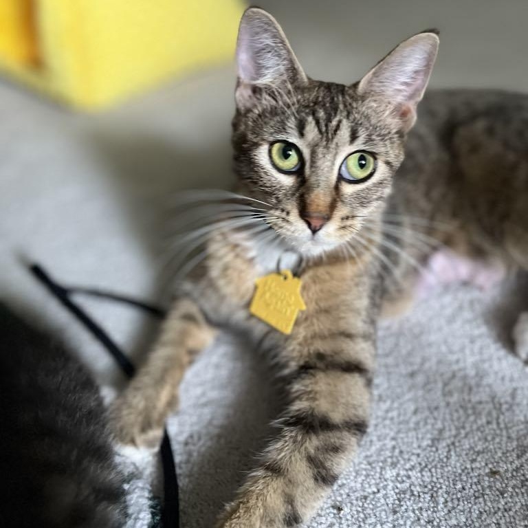 Shelby, a Adoptable Domestic Short Hair in Portland, OR image 5/6