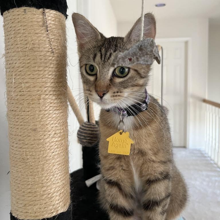 Shelby, a Adoptable Domestic Short Hair in Portland, OR image 2/6